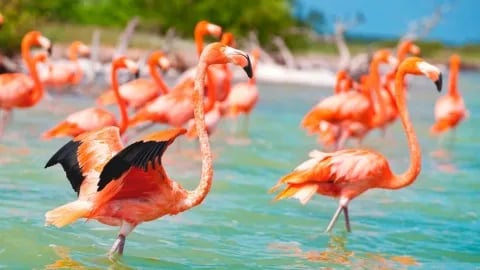 fascinate_con_el_puerto_de_santa_clarax_yucatan_2.jpeg_186469708.jpeg